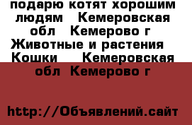 подарю котят хорошим людям - Кемеровская обл., Кемерово г. Животные и растения » Кошки   . Кемеровская обл.,Кемерово г.